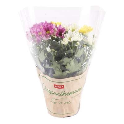 Krüsanteemide mix potis Rimi 12cm