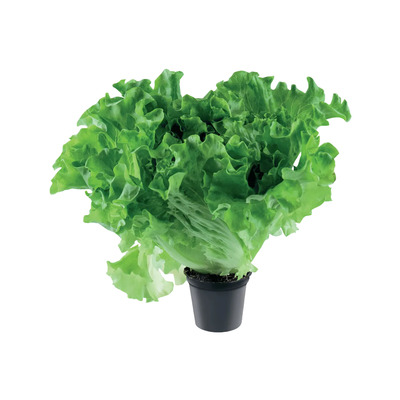 Lollo salat potis