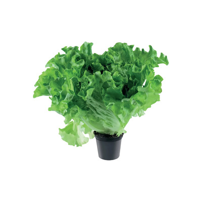 Lollo salat potis