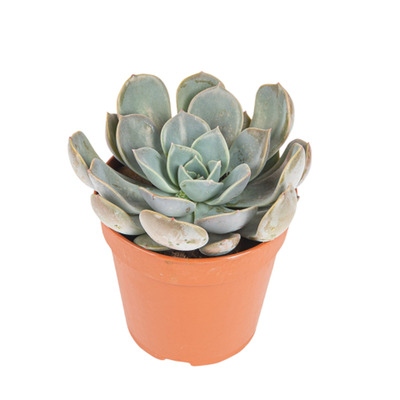 Kaktus potis 8,5cm