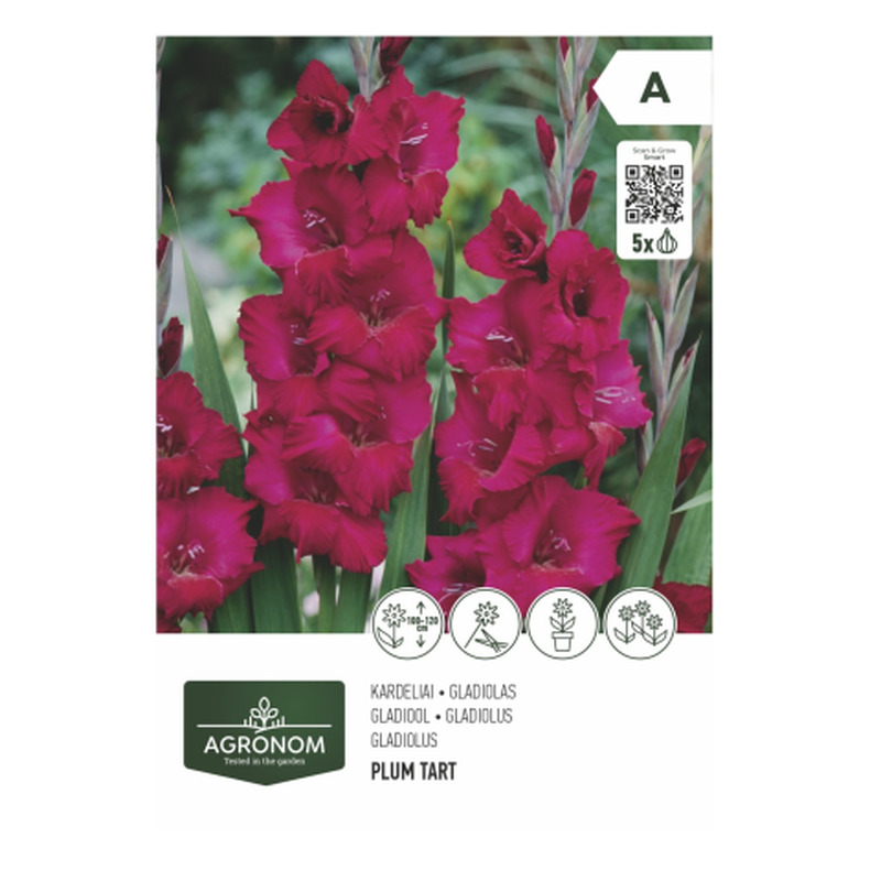 Gladiolus violetne Agronom SG26