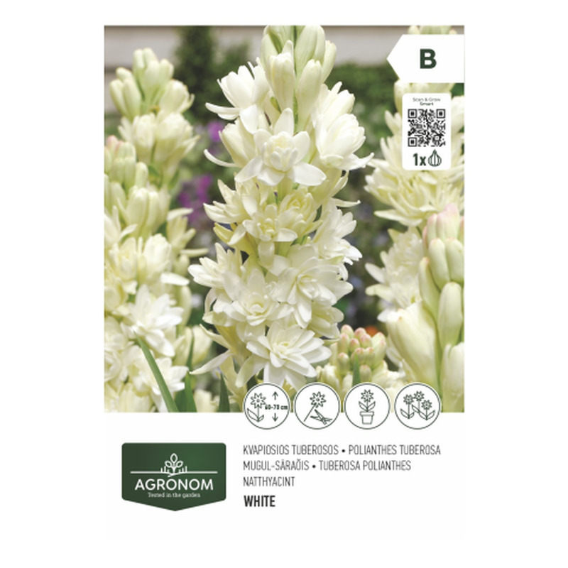 Tuberosa polianthes Agronom SG26