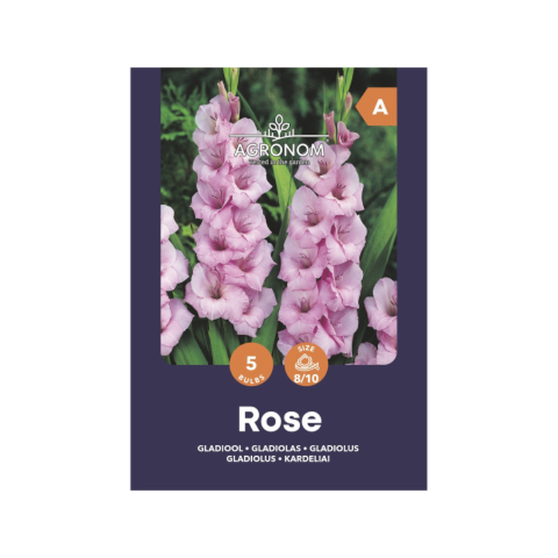 Gladioolid roosa Agronom SG25