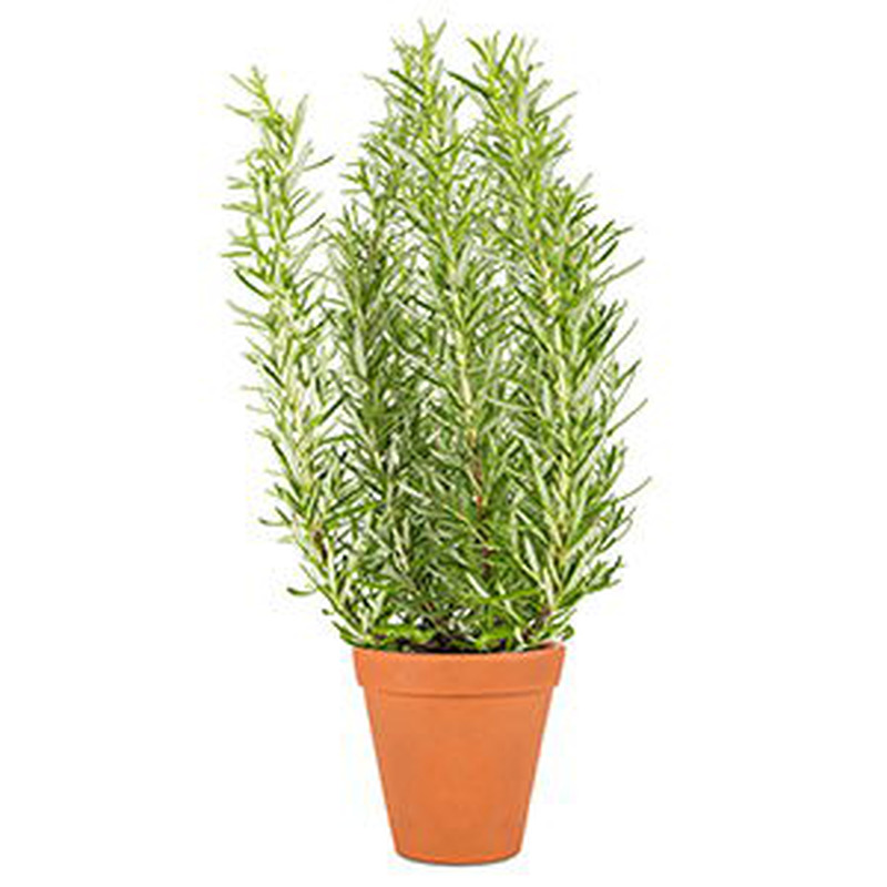 Rosmariin suures potis, tk