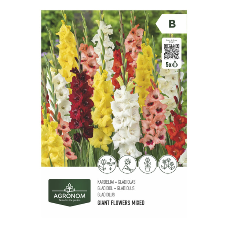Gladiolus segu Agronom SG26