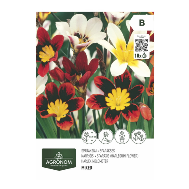 Sparaxis segu Agronom SG26