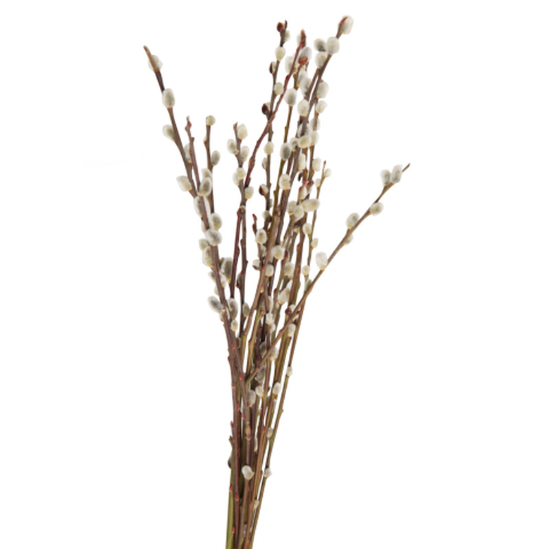 Paju kimp 10tk, 50cm