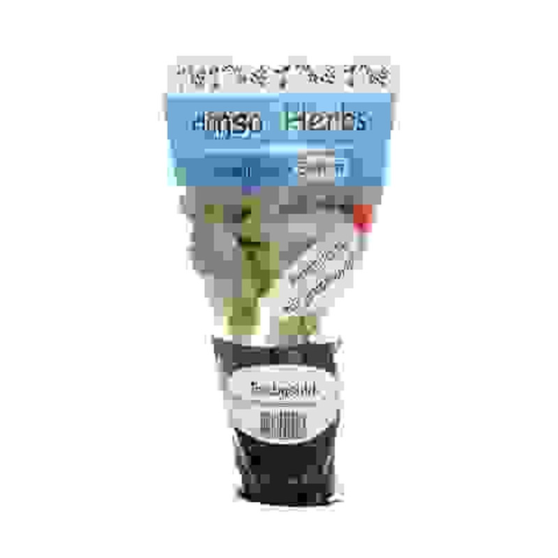 Basiilik Tai potis Hansa Herbs