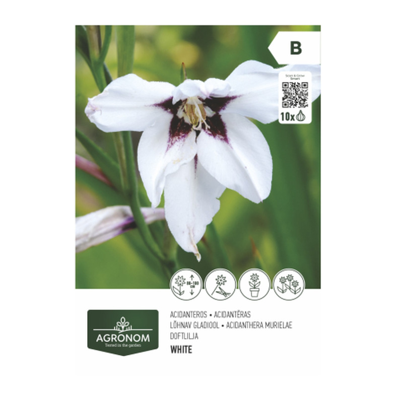 Acidanthera murielae valge Agronom SG26