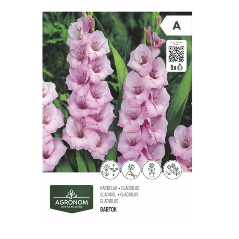 Gladiolus roos Agronom SG26