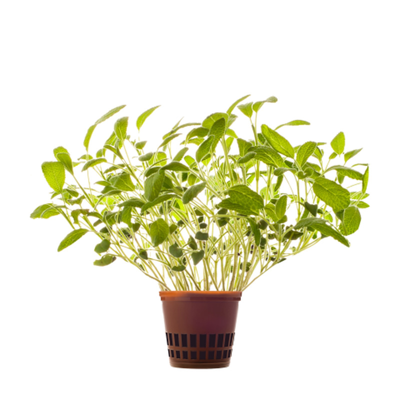 Salvei Hansa Herb 1tk