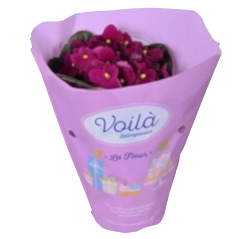 Säntpoolia 12cm potis