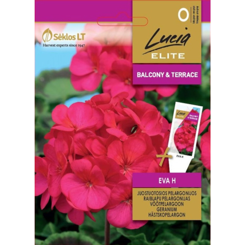 V tpelargoon Lucia Elite Eva H