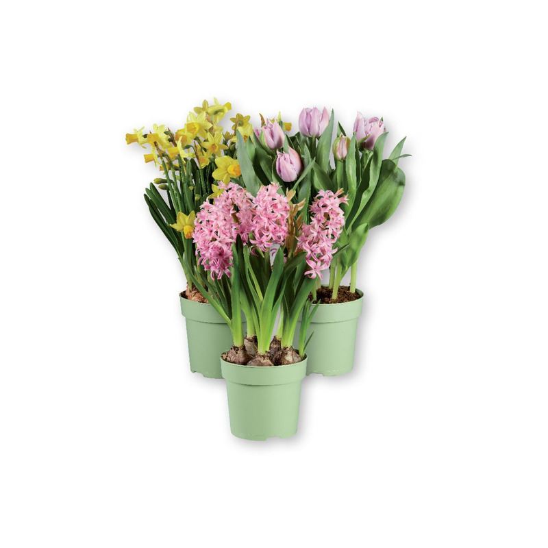 Flower Power lillesibulad