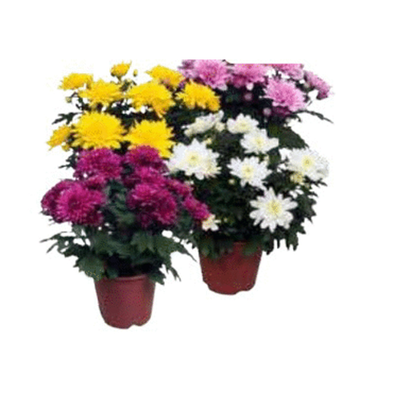 Krüsanteem potis 13cm 1 tk