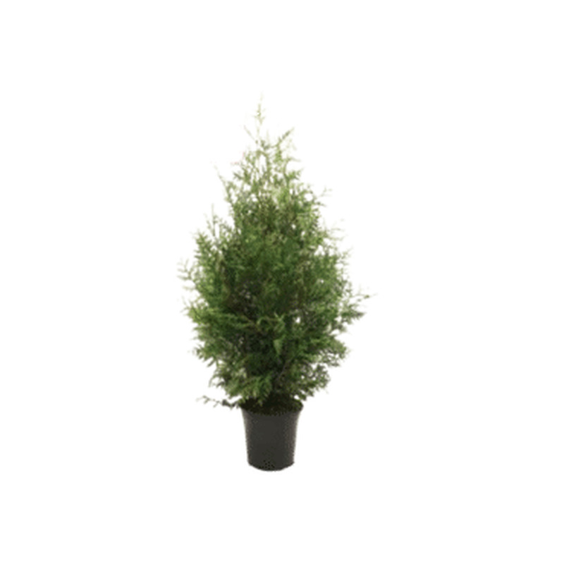 Elupuu Brabant 100-120 cm