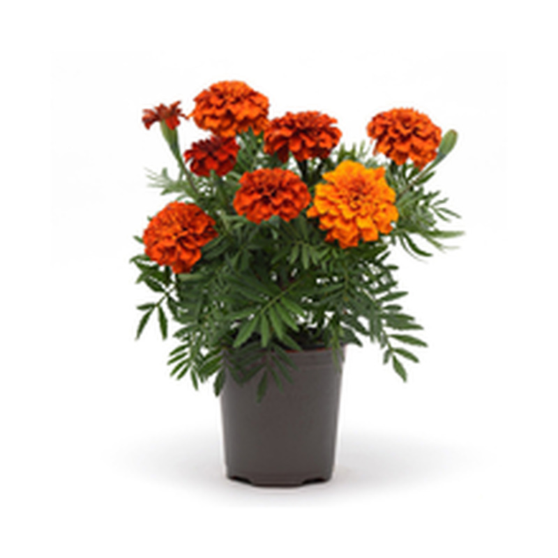 Peiulill mix 9cm