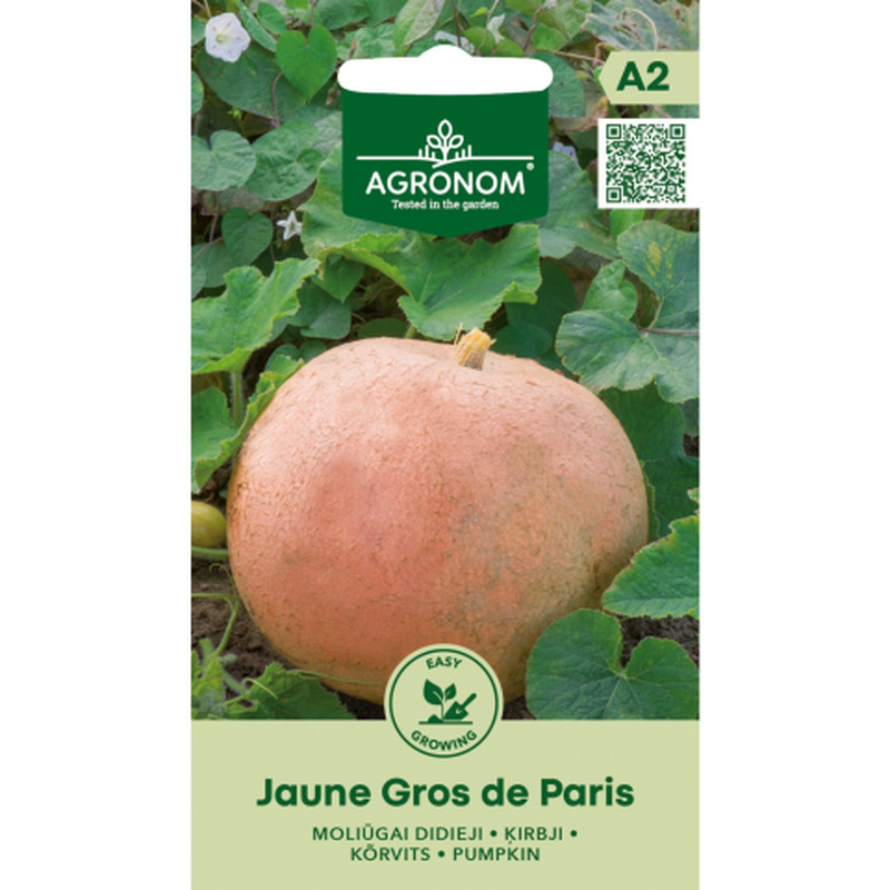 Suured kõrvitsad Jaune Gros De Paris