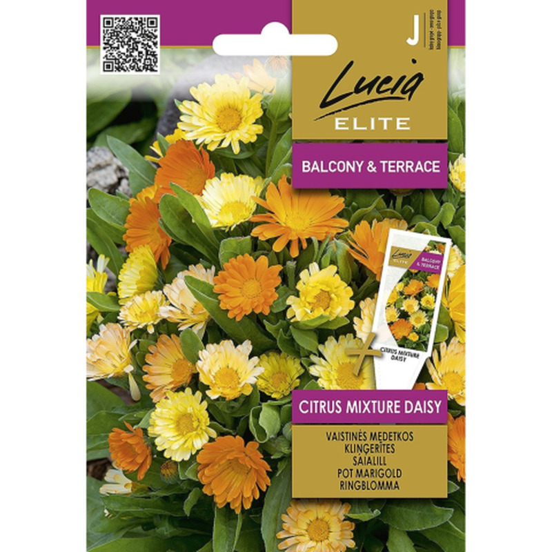 Seemned Lucia Elite Saialill Citrus Mixture Daisy LE