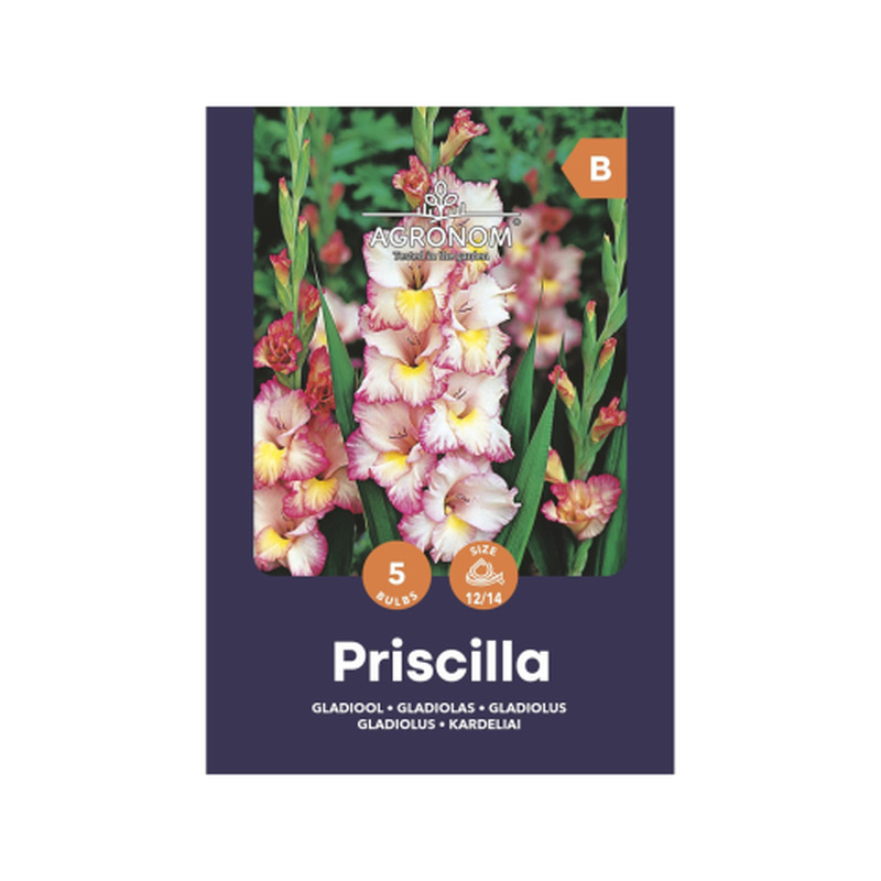 Gladioolid Priscilla Agronom SG25