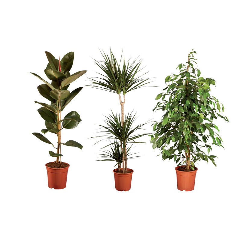 Suured rohelised toataimed