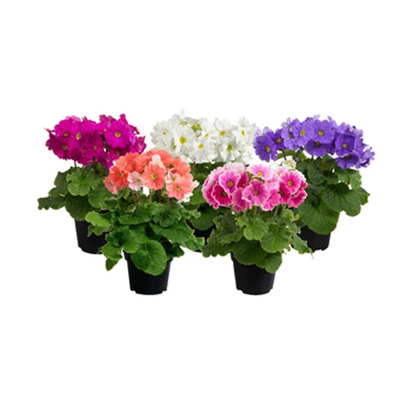 Priimula Obconica 12cm