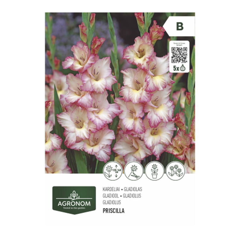 Gladiolus priscilla Agronom SG26