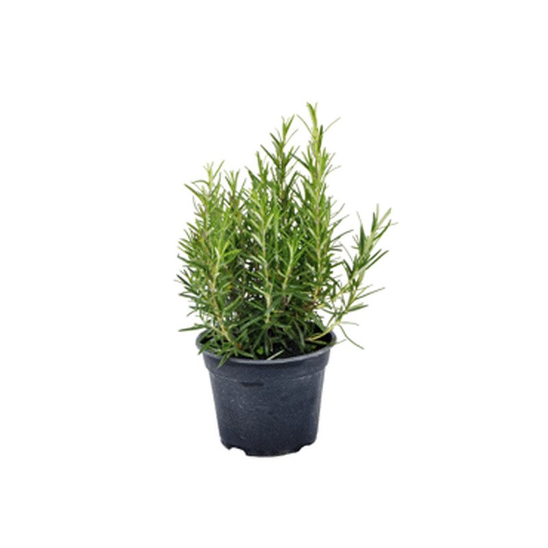 Rosmariin potis Ø14cm