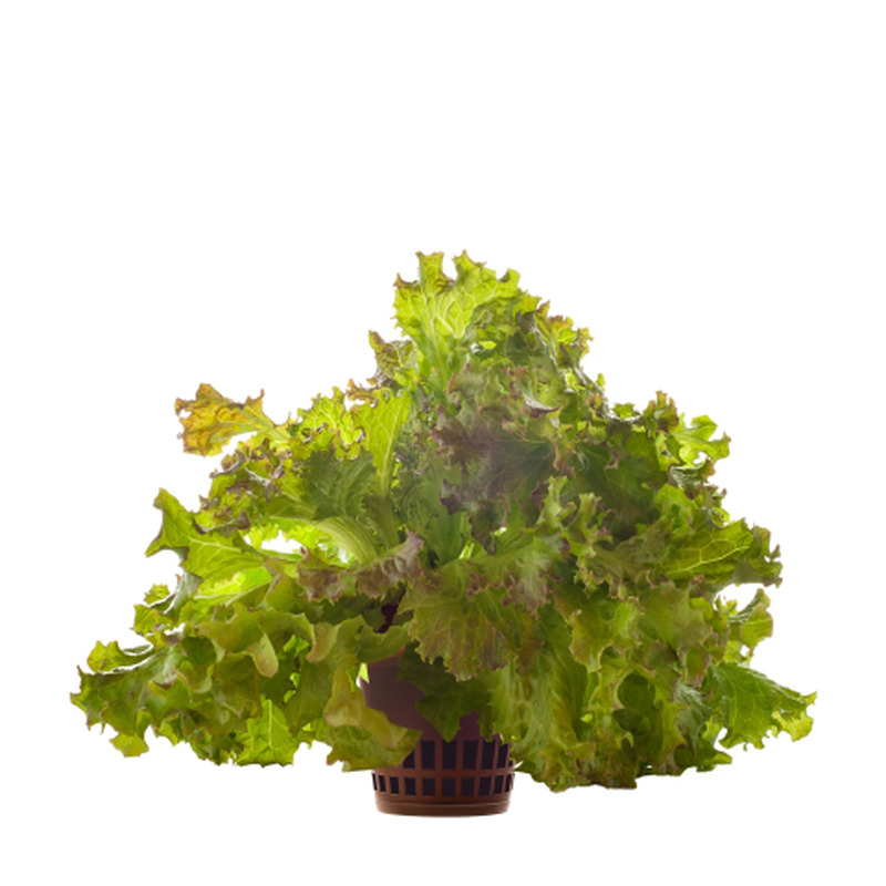 Krõmps rosso Hansa Herb 1tk