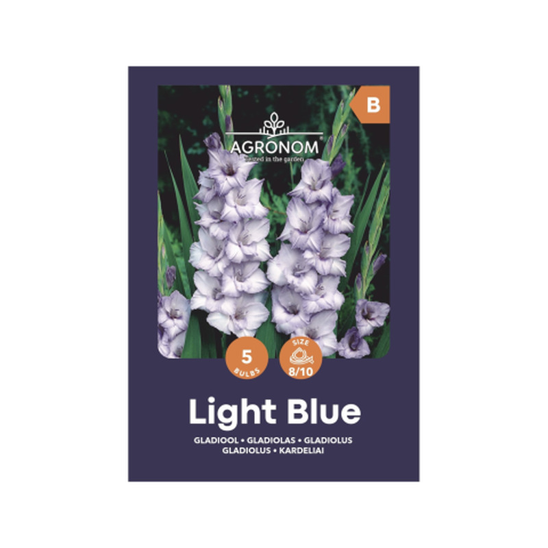 Gladioolid helesinine Agronom SG25