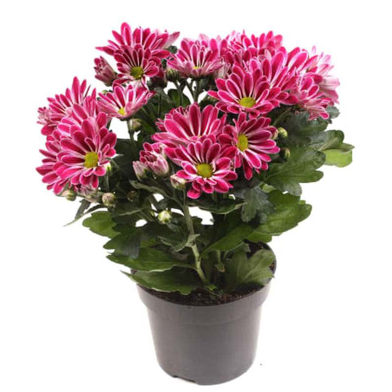 Krüsanteem potis 12cm