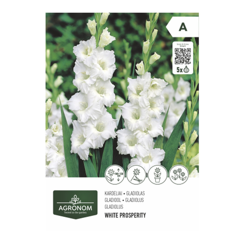 Gladiolus valge Agronom SG26